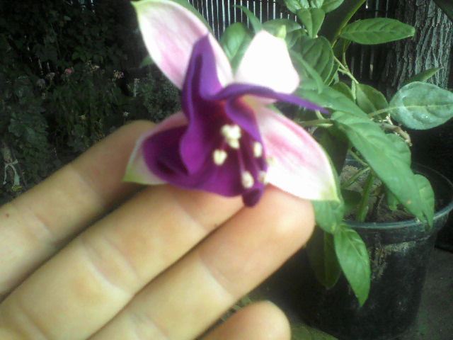fuchsia - Florile mele