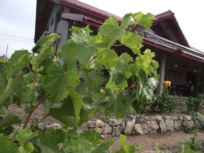DSCF5265 - toamna