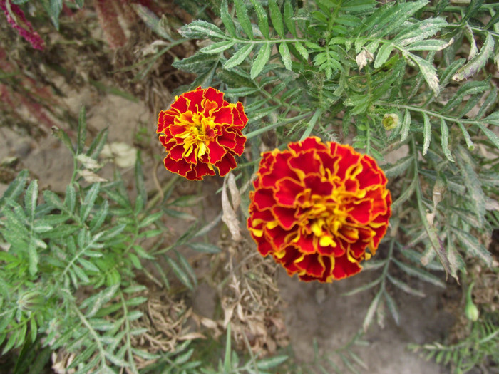 DSCF5278 - toamna