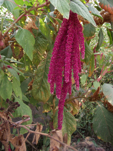 DSCF5279 - toamna