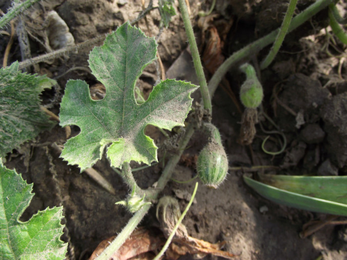 kiwano - toamna