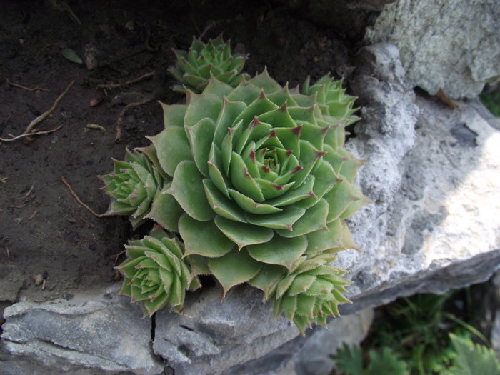DSCF5306 - toamna