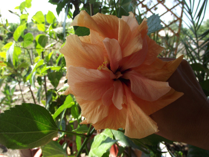 hibiscus piersica - toamna