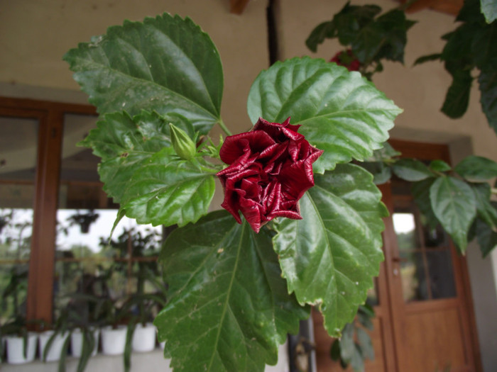 DSCF5317 - toamna