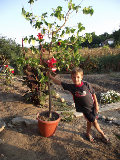 hibiscus batut de 19ani