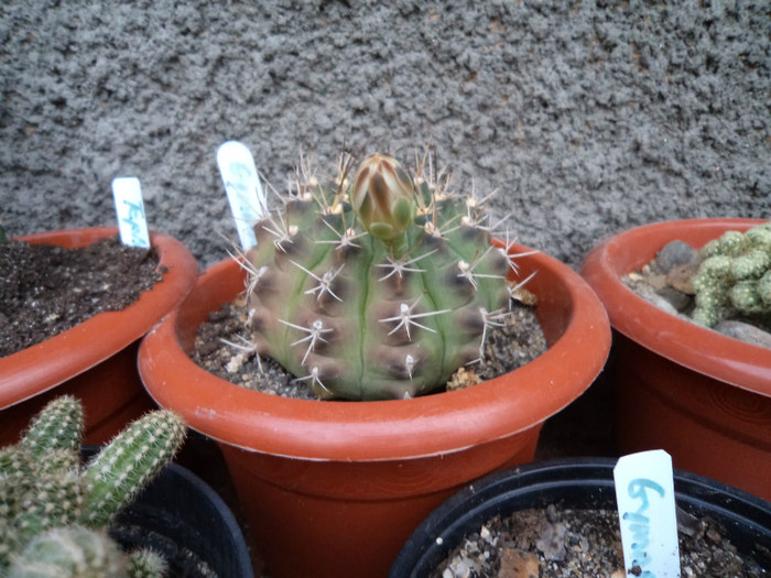 Gymno cu bobocul din tura 4