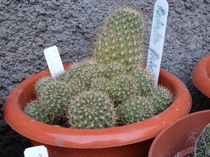 Rebutia fiebrigii; Poate capat si eu mai mult loc
