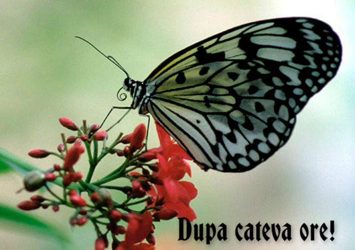 Dupa cateva ore!