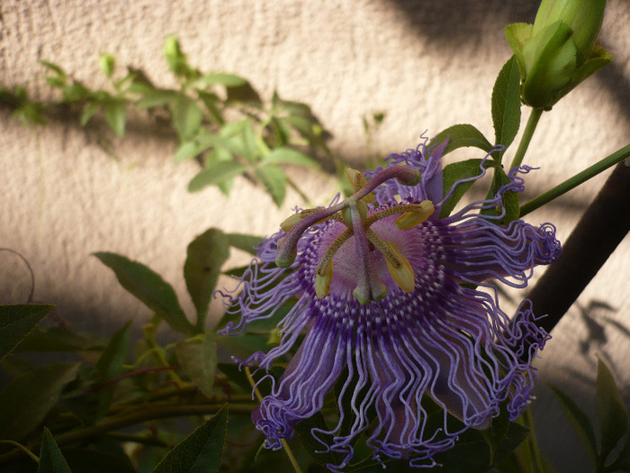 18.09.2011 - zzz-PASSIFLORA-iesite din colectie