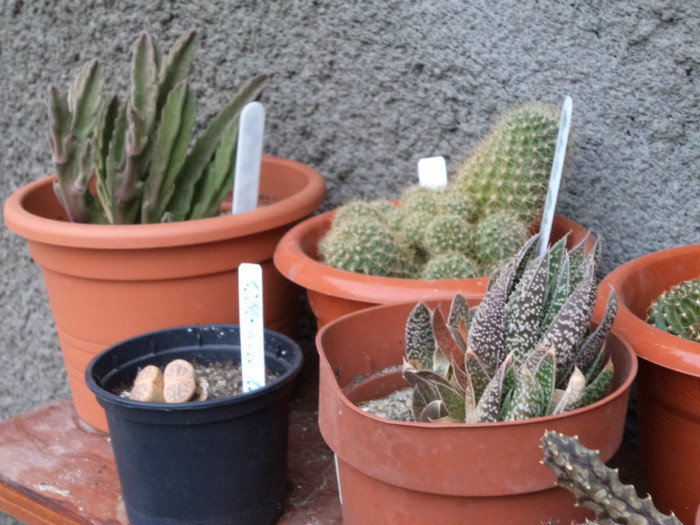 Stapelia si ... alti C S