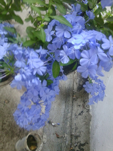 Fotografie0822 - flori de interior