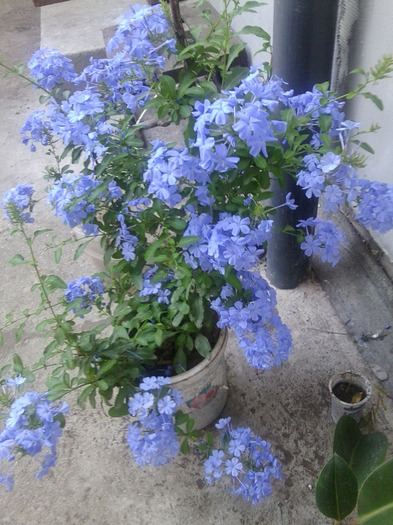 Fotografie0823 - flori de interior