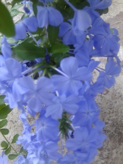 Fotografie0825 - flori de interior