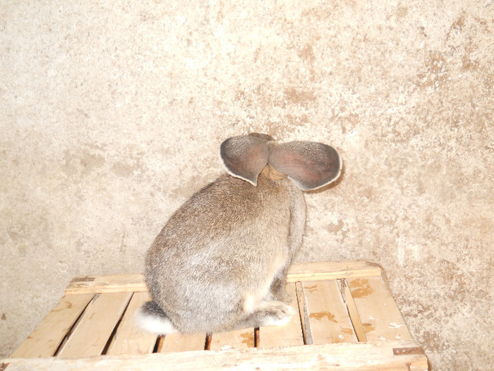 femela 4 luni urechi 22 cm - iepuri 19-07-2013