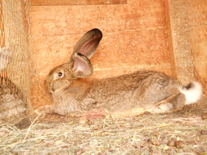 mascul5,5 luni urechi 21,5 cm - iepuri 19-07-2013