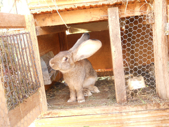 femela 5 luni urechi 21cm - iepuri 19-07-2013