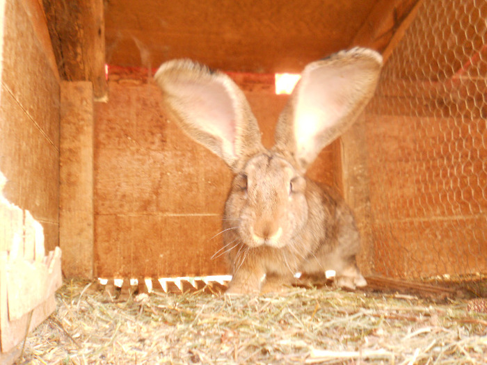 mascul 4 luni urechi 22 cm - iepuri 19-07-2013