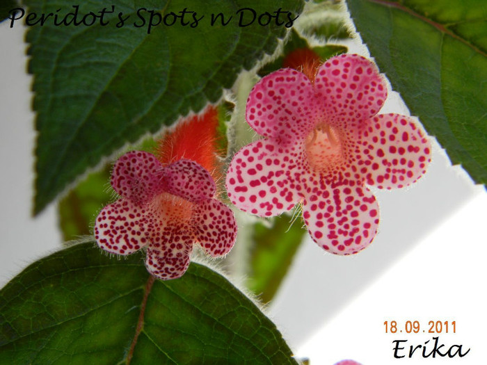 Peridot_s Spots n Dots 18-09-2011