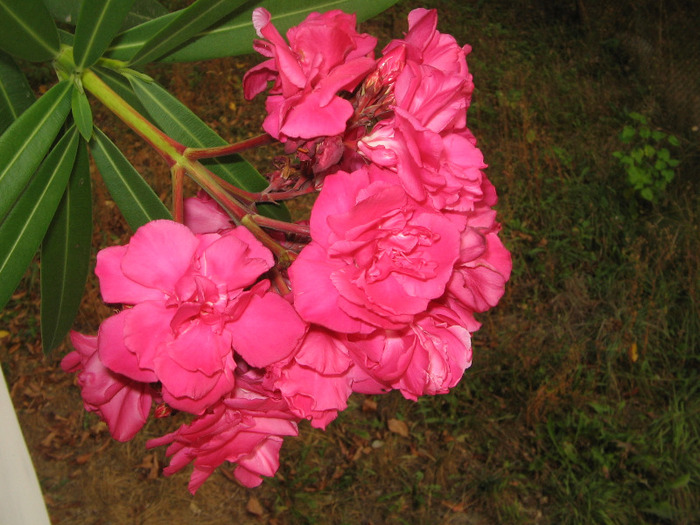 IMG_6595 - inmultire leandru roz dublu si rosu simplu sau dublu