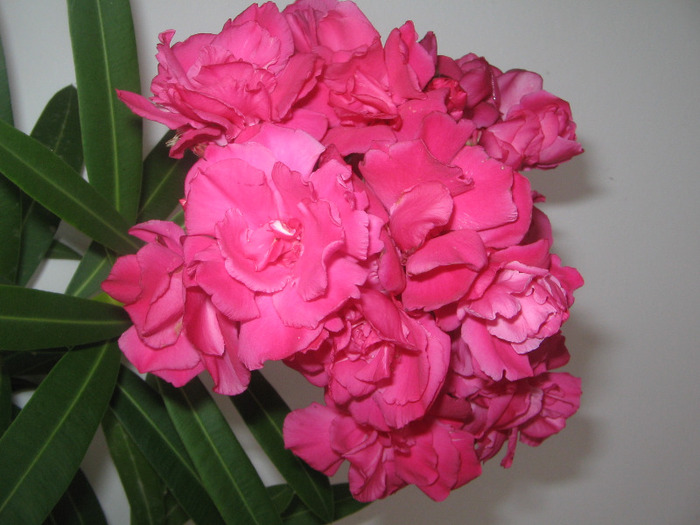 IMG_6651 - inmultire leandru roz dublu si rosu simplu sau dublu