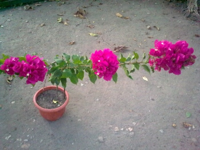  - Bougainvillea