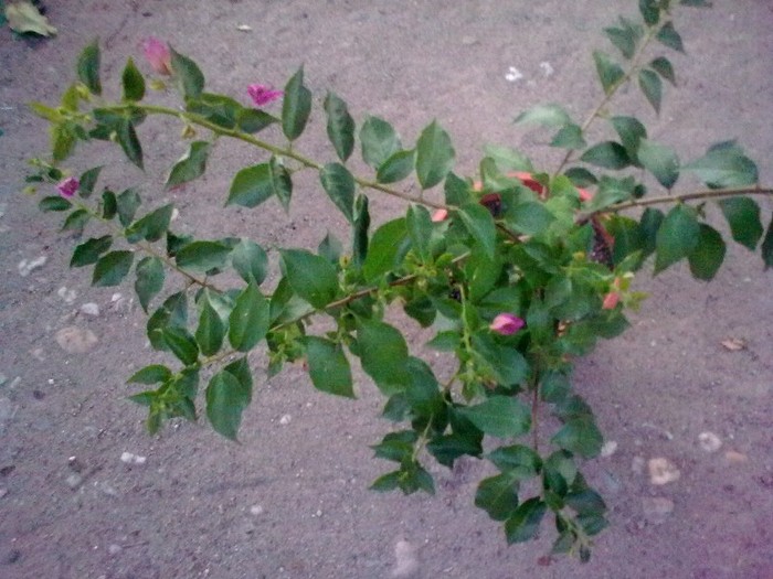 Necunoscuta-cred ca este tot mov - Bougainvillea