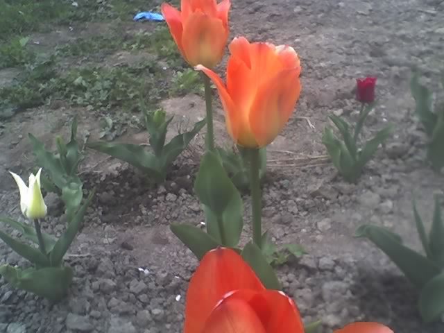 29-04-11_1943