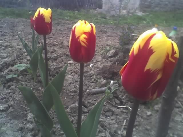 29-04-11_1953