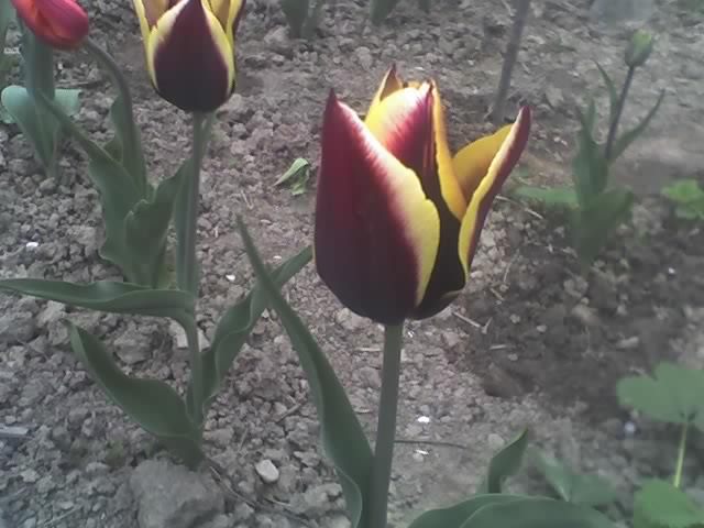 29-04-11_1959