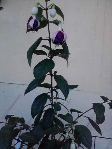 P270611_19.24_[04]