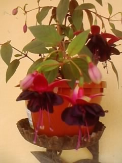 de la ninutza