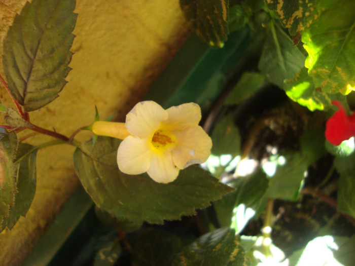 Yellow Beauty - ACHIMENES