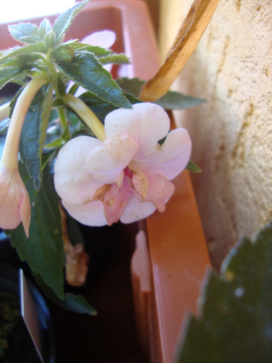 Double Pink Rose - ACHIMENES