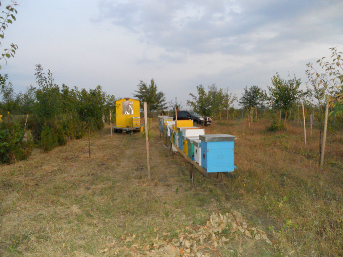 18 sept2011 043 - albine