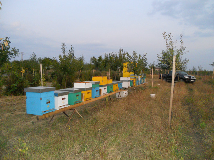 18 sept2011 044 - albine