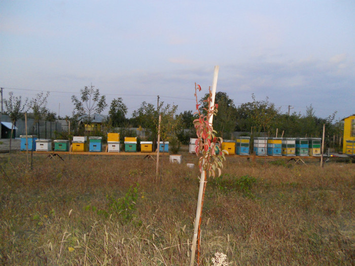 18 sept2011 045 - albine