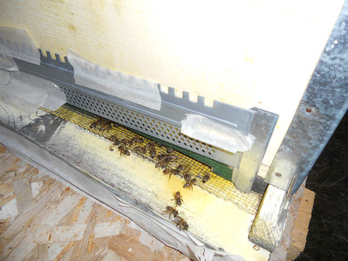 18 sept2011 048 - albine