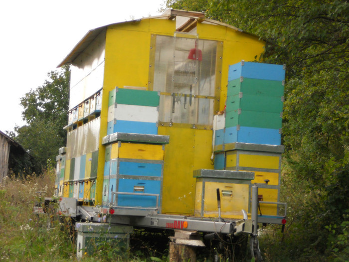 POZE AUGUST 2011 014 - albine