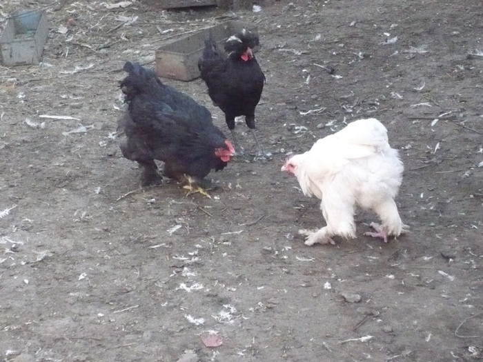 P1110893; cochinchinele la bataie albitrate de motata
