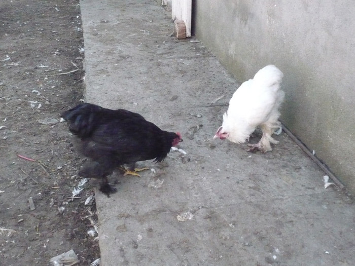 P1110894; cochinchinele la bataie
