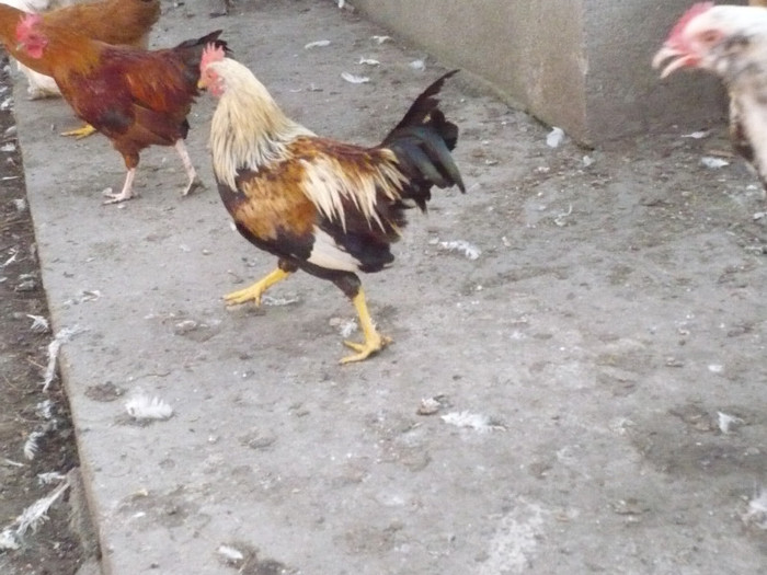 P1110905; cocos pheonix
