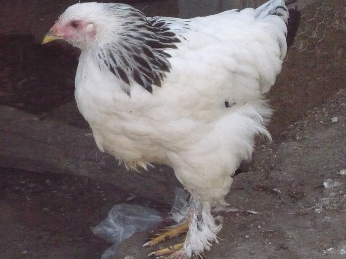 P1110906; brahma herminat
