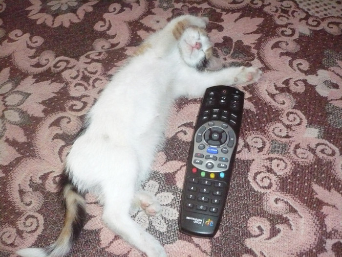 P1110779; pisica a  adormit la televizor
