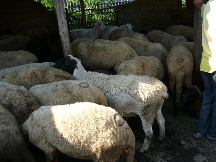 berbecul cu oile august 2011 - mioare carabase de teleorman si dorper
