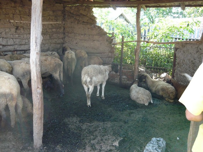 oaia dorper cu mieluta