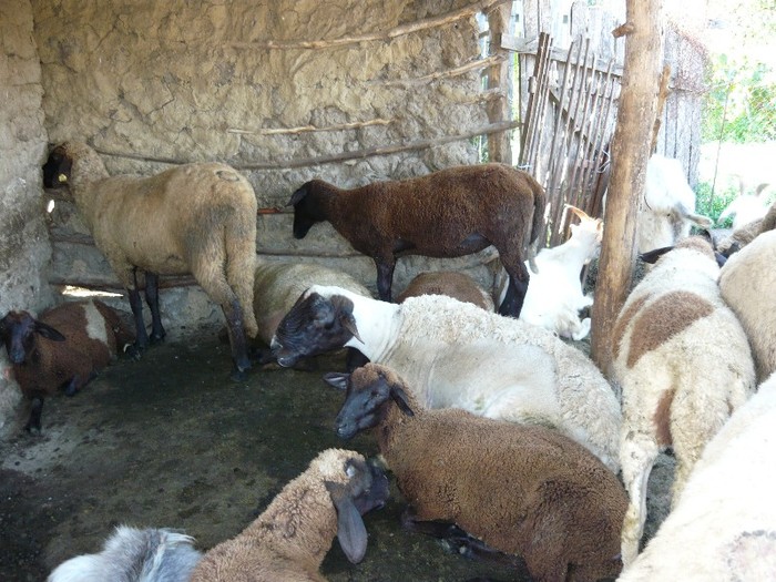 brbecul cu mielutele din el si carabase