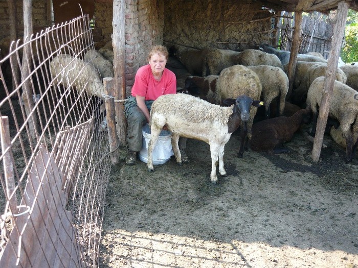 asa ceva nu sa mai vazut oaie dorper la muls dect in teleorman