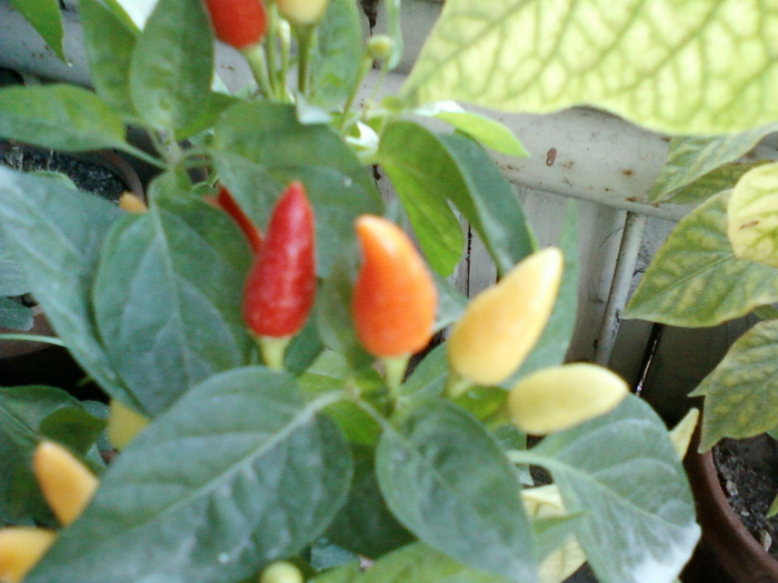 my pictures- 19 sept 2011 050