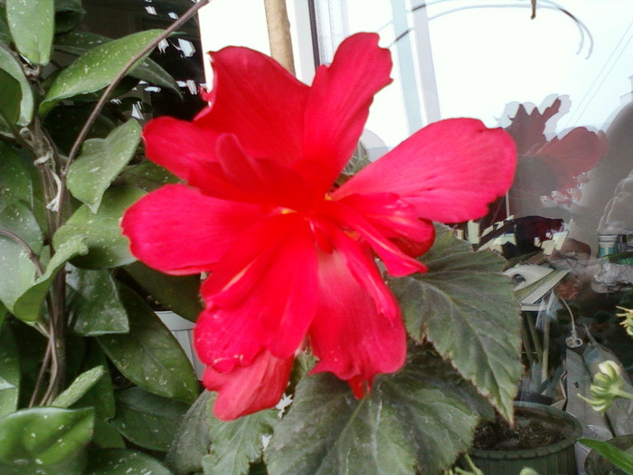 my pictures- 7 sept 2011 045 my pictures- 7 sept 2011 045