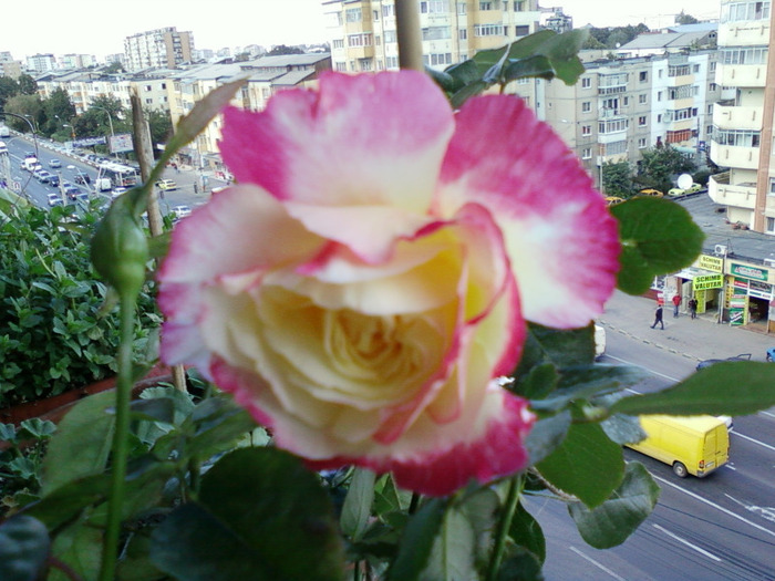 my pictures- 19 sept 2011 001 - trandafiri de gradina